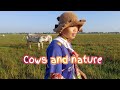 Raising cows, raising cows in the field in a natural way ,Cows, and nature