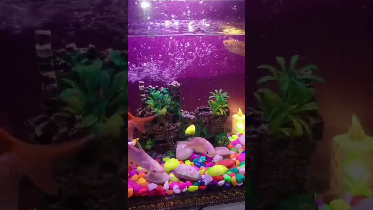 Mere Ghar Ka Stunning Fish Aquarium 🐠 | Relaxing Aquarium Vlog | Urdu Vlog