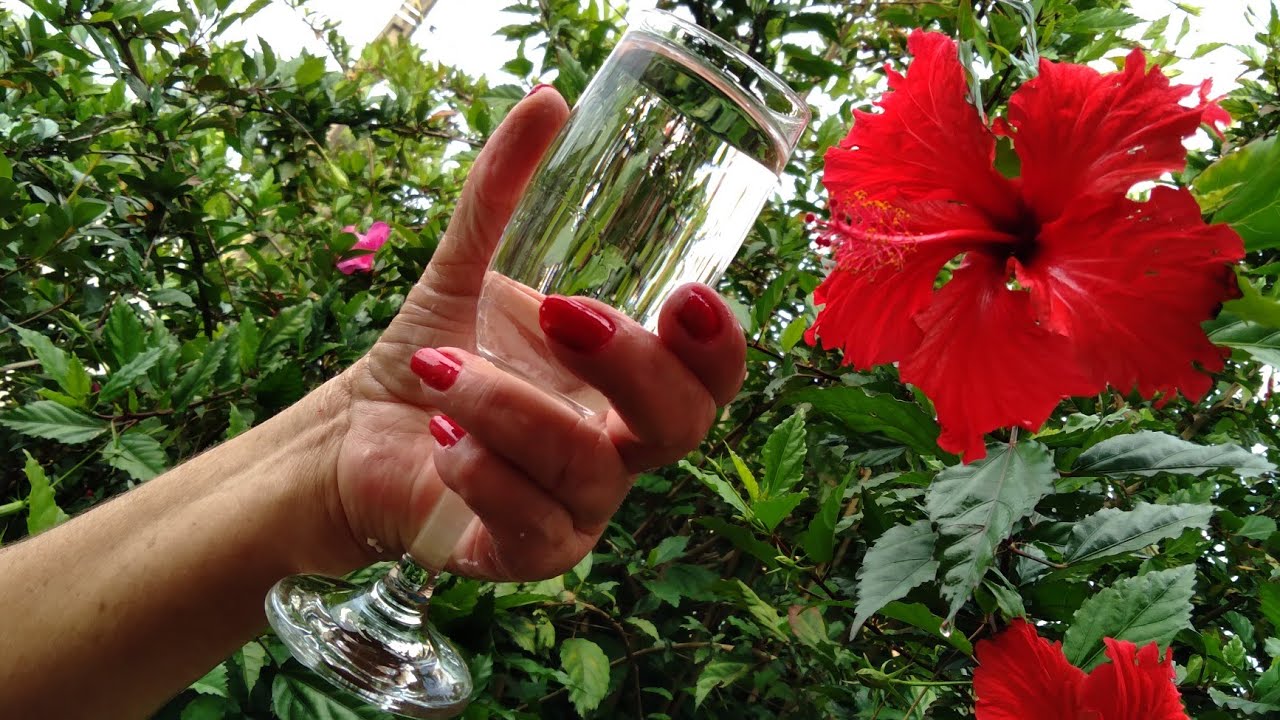 Como limpar taças e dar brilho Como deixar suas taças impecáveis. Como deixar lindas e brilhantes