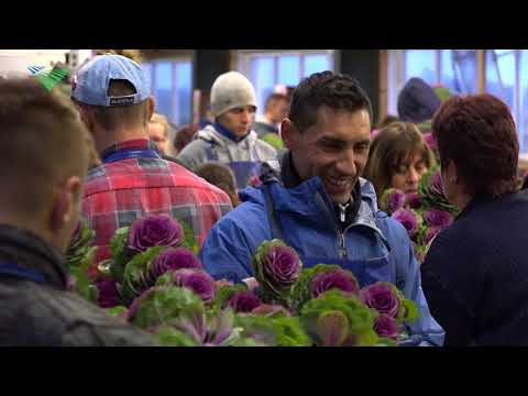 Video: Sierkool: Variëteiten, Landbouwtechnologie, Ongedierte