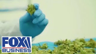 Tilray CEO aims to create THC products adjacent to alcohol