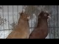 تشكيله قصوص مضمونه بالزغاليل ت 01275228515 النجار فوق
