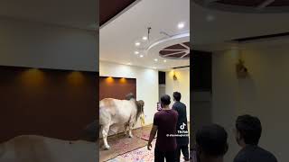 beauty in the house #2026 #cow #bull #beautyinspiration #bullfarm #animals