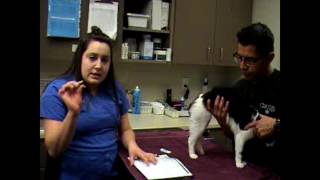 Task 39 Resubmit IM Inj  Feline
