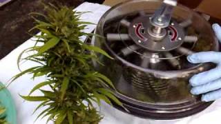 The Red baron harvest and trim
