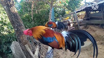 2 tug qaib qus txuam tom 2 zoo nraug tshaj xyoo 2021