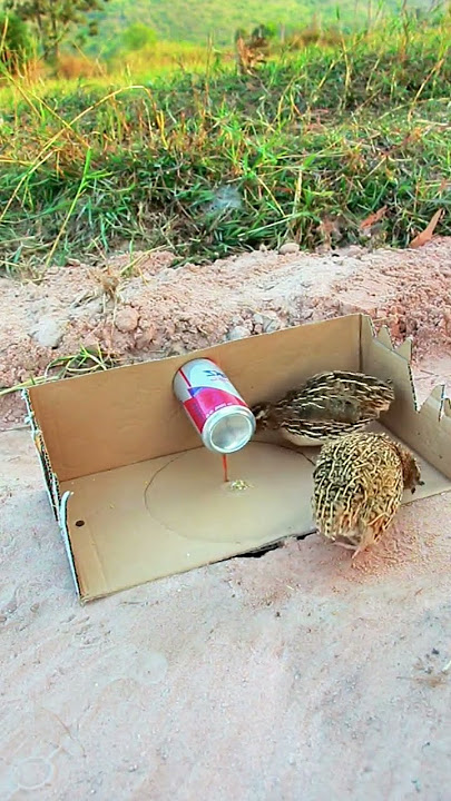 #birds #batairtrap #animaltrap #animals #birdcontrol #batara