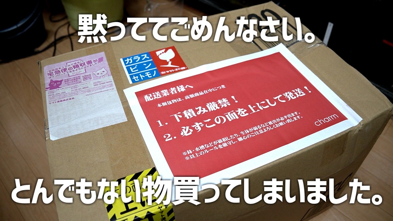 割引対応します！値下げしました‼️生体、水槽売ります 人生初。ヤバイ商品をとんでもない値段で買ってしまった。#583