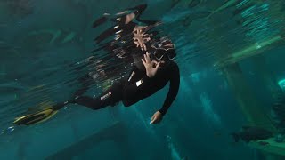 Todi, Beringen, Belgium