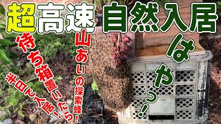 ニホンミツバチ 超高速 自然入居 待ち箱置いたら半日で入居 和歌山県