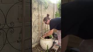MULCH YOUR PLANTS #gardening #squashplant