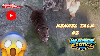 Mocha Bit Me! | Kennel Talk ep2: Micro Bully Program Update