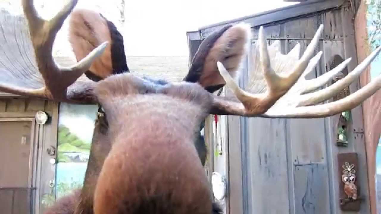 Moose Costume - Must be 18 or older to order - YouTube