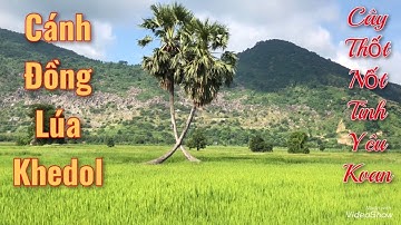 Cây thốt nốt tình yêu kvan