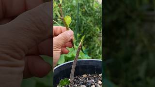 grafting technique #635 #plantpropagation #plantgrafting #graftingpear #apple #graftingmango #viral