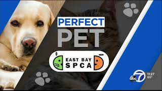 Tutu and Pirouette - ABC 7 Perfect Pets