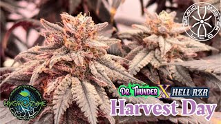  Hell Rzr x Dr.Thunder  Harvest day under the @grandmasterlevel Masterbloom 6 red with Volcanos