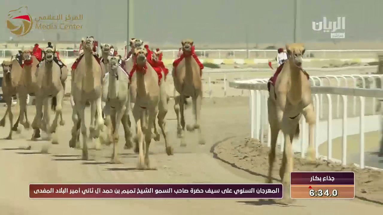 ختامي الشحانية – ايذاع للشيوخ 9-3-2017 م- ش1 الهلاليه لـ هجن الشحانية- جابر سالم فاران 8:45:5