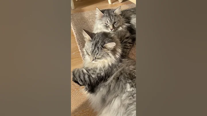 Watch the video about Sweet Siberian cats #shorts