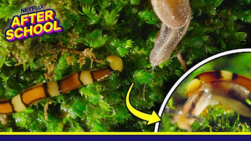 Meet the Slug-Eating Hammerhead Worm! | Our Great National Parks | Netflix After School
