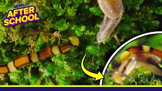 Meet the SlugEating Hammerhead Worm! | Our Great National Parks | Netflix After School