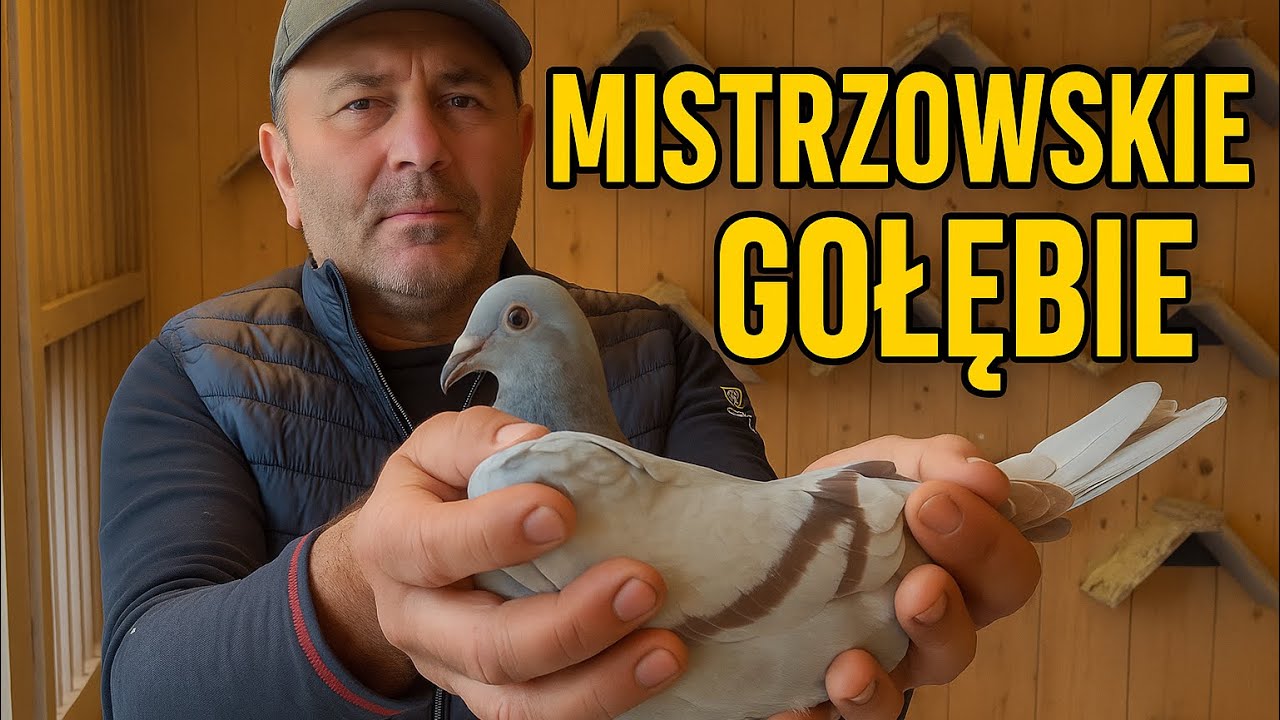 Mistrzowski gołębnik- lata pracy i wielkie wyniki