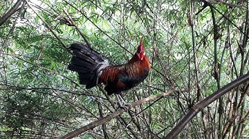 ต่อไก่ป่า Dib kuv tu nyuam laus qaib no tuaj zoo tiag2 pov 3 qho chaws tuaj tag nrhos 18-07-2021.