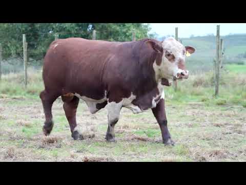 LOTE 09   TAT  N178