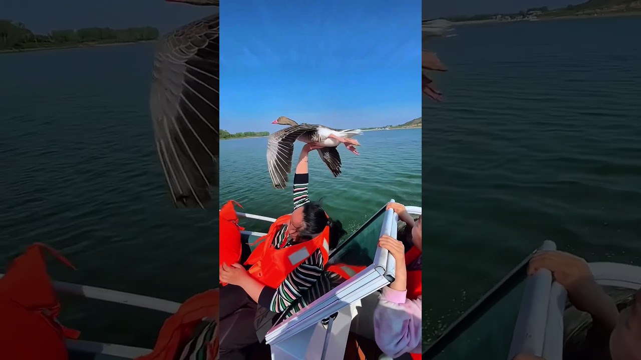 ¡Las aves se unieron a nuestro paseo en bote!