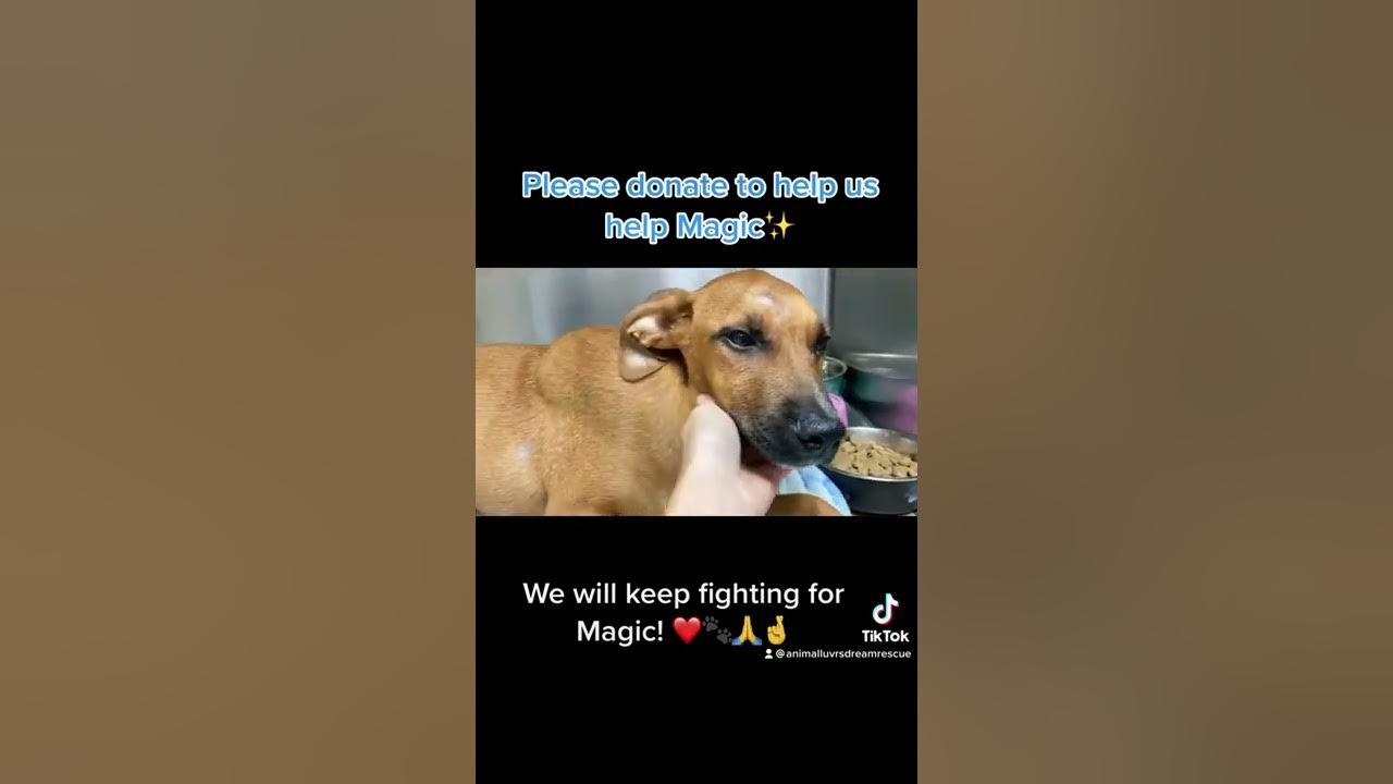 Help Diagnose Puppy's Mystery Illness YouTube
