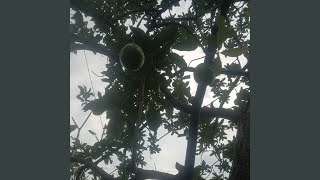 Suka ku yang besar