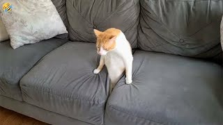 Funniest Animals 😄 New Funny Cats and Dogs Videos 😹🐶 by Pet Hub 1,067 views 3 weeks ago 12 minutes, 55 seconds