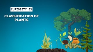 Classification Of Plants | Curiosity 53
