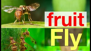 क्यों फल मक्खी को नियंत्रित करना मुश्किल है | Shocking Facts about Fruit Fly | @OrganicAcre