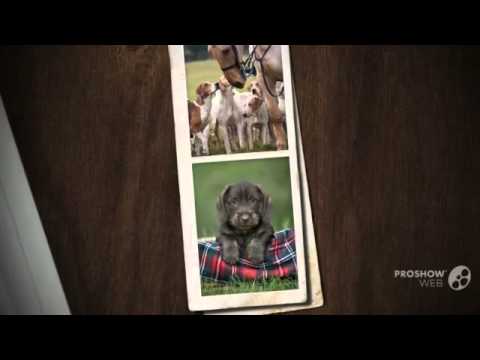 Foxhound Dog breed my dog is shaking