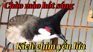 chào mào hót kích chim yếu lửa | luyện chào mào hót sáng