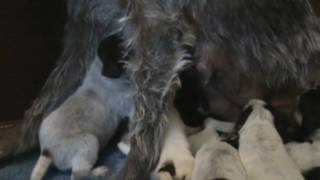 German Wirehaired Pointer Puppies--3 weeks old