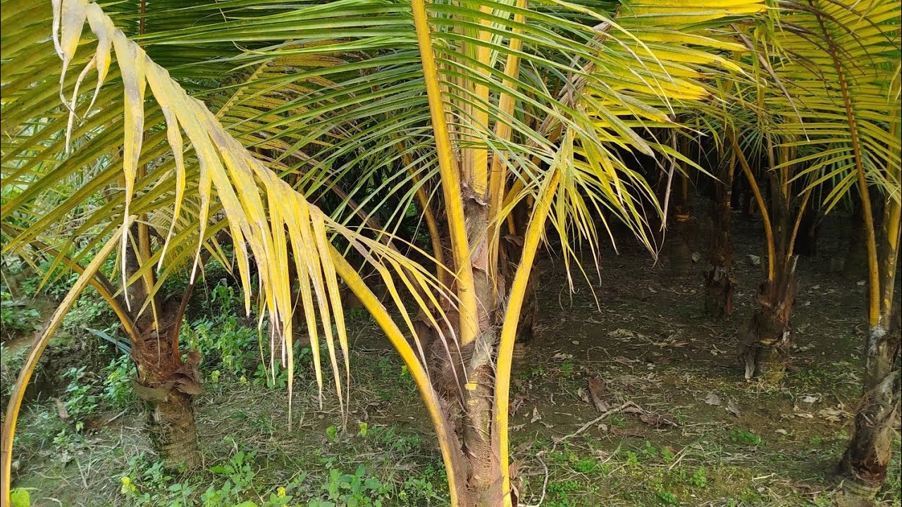 অরজিনাল ভিয়েতনামি ১২ মাসি নারিকেলের চারা সীমিত দামে নিতে যোগাযোগ করুন 01708433263 Whatsapp,imo