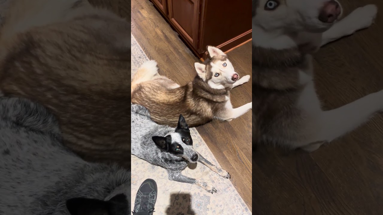 Mommy's Cooking Crew