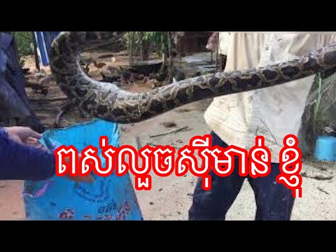Big Snake |ពស់ស៊ីមាន់|