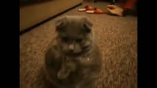 Furball | Aww! He/She is a little ball of fluff!... cats funny videos 2021. funny cats tiktok#shorts