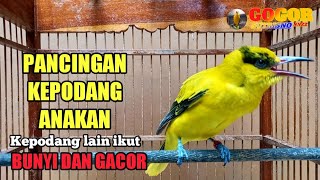 Pancingan suara kepodang trotol | kepodang anakan | kepodang bahan agar cepet bunyi dan ikut gacor