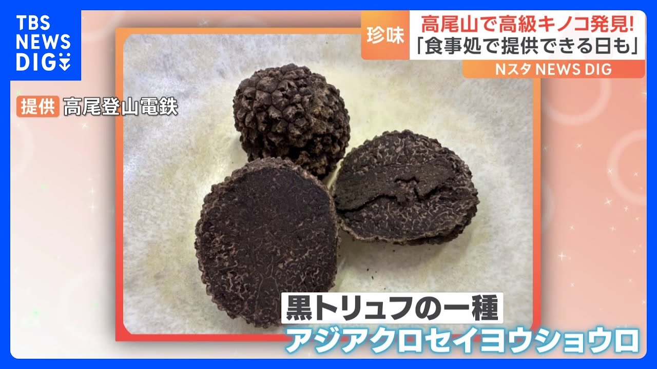 ご提供できる日が来るかも」高級食材「トリュフ」が高尾山で見つかる 