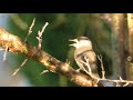 Mönchsgrasmücke Gesang und Rufe (Sylvia atricapilla)