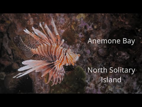 Anemone Bay - North Solitary Island