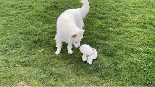 Maltese puppy meets White Swiss Shepherd dog for the first time by Maltese story 35 views 1 year ago 3 minutes, 44 seconds