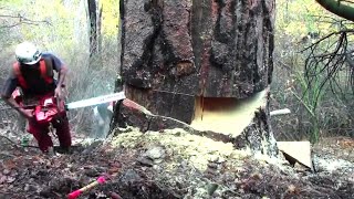 Extreme Fast Huge Tree Cutting Process With Chainsaw - Incredible Dangerous High Tree Felling Skills