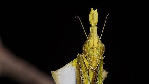 Violin Mantis  (Gongylus gongylodes)