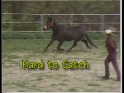 Understanding Horses DVD Clip II - Jasper