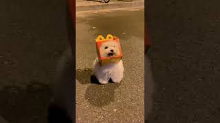 funny dogdog #pet #bichonfrise #funny #cute
